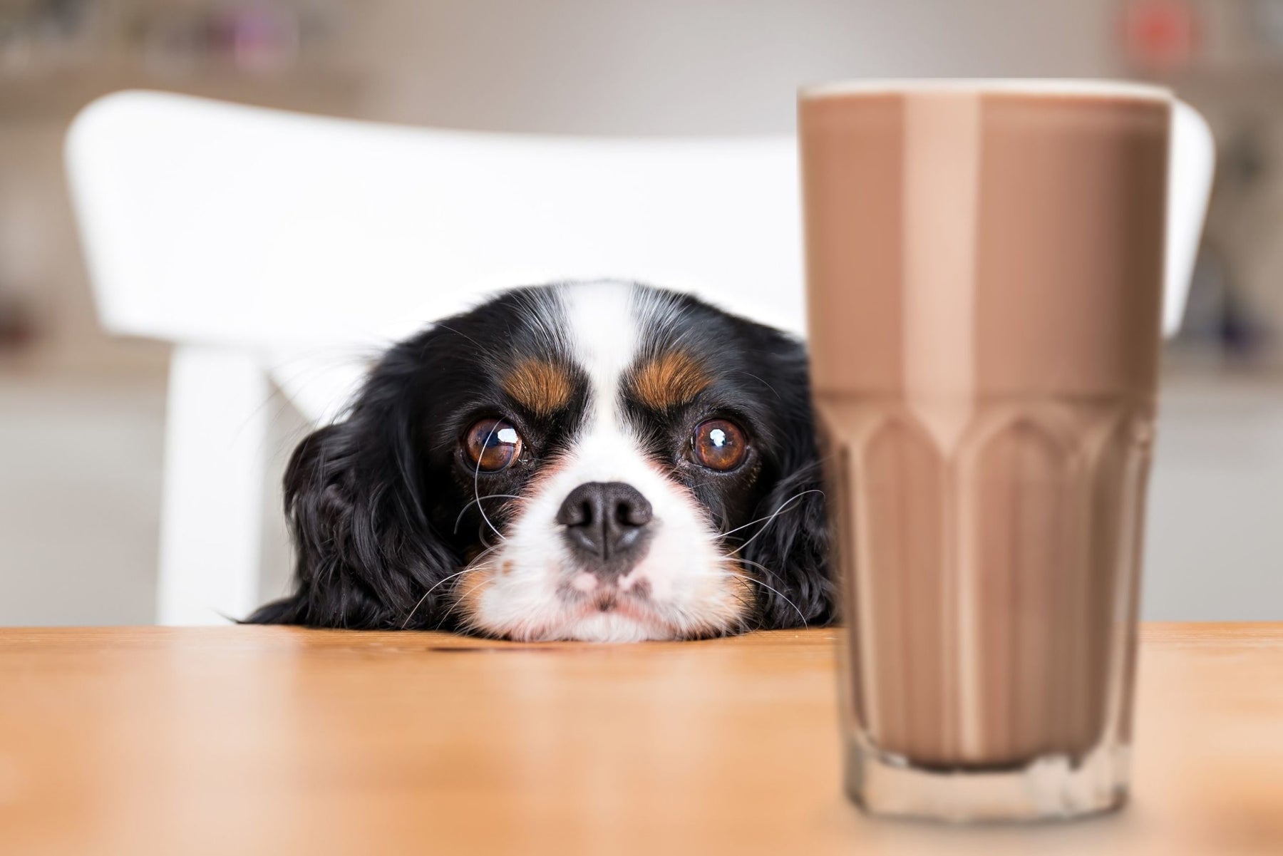 Cosa succede se il cane mangia della cioccolata?