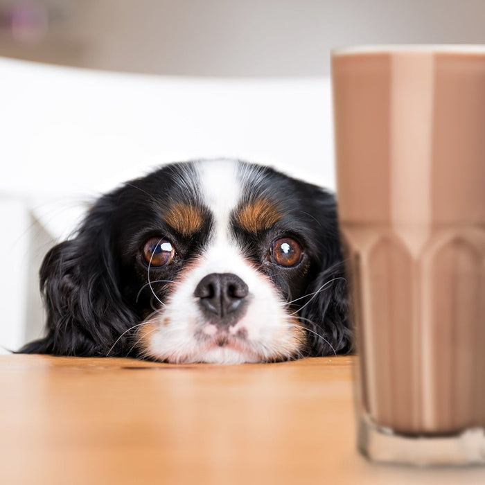 Cosa succede se il cane mangia della cioccolata?